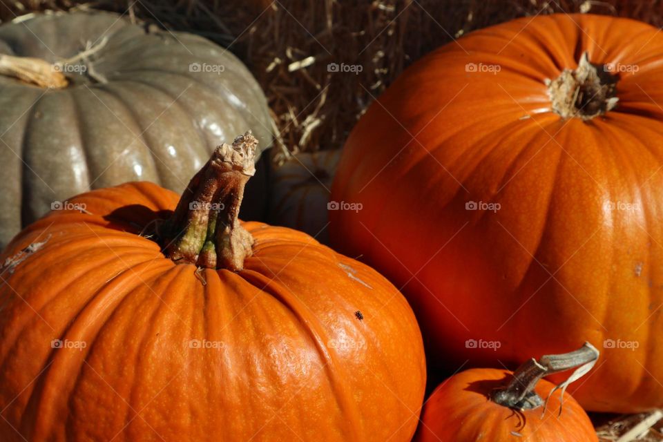 Bunch of beautiful pumpkins in the pumpkin patch on the pumpkin farm waiting to be chosen by families to continue their tradition of pumpkin carving.