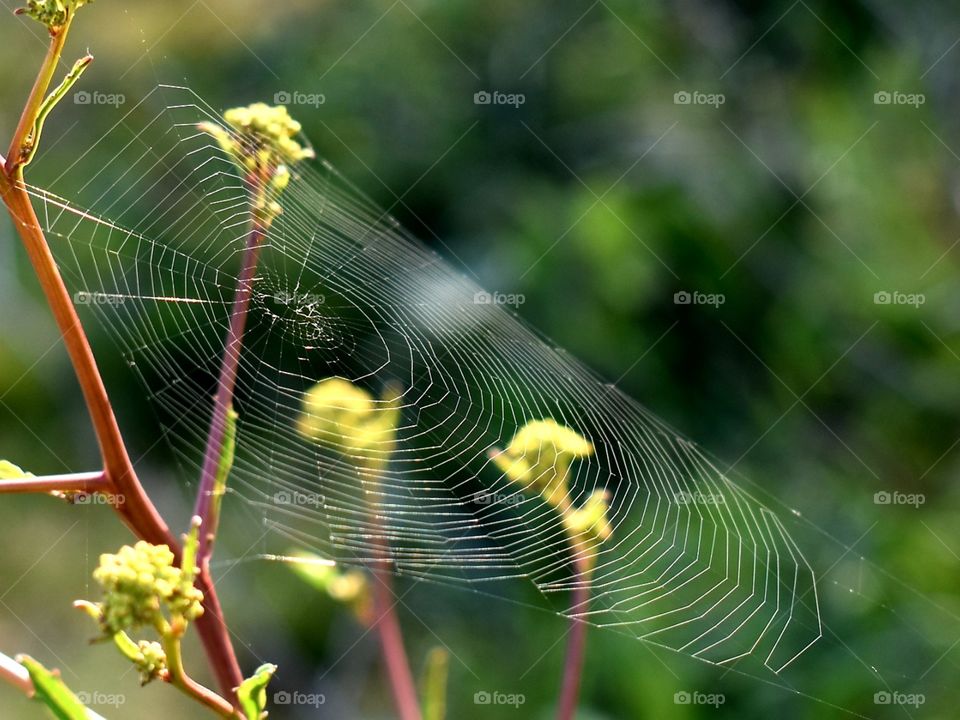 spiderweb