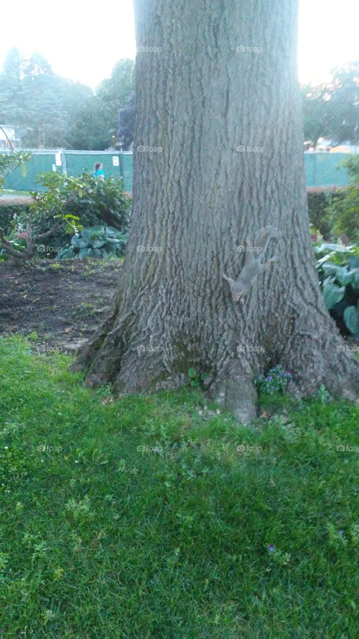 Tree, Wood, Nature, No Person, Leaf