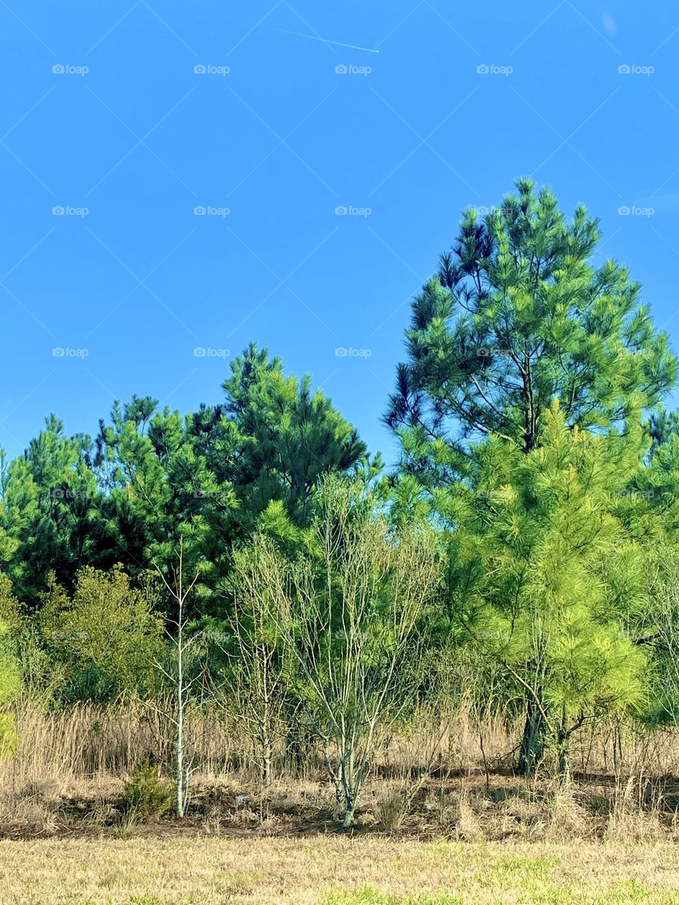 Blue sky and pines