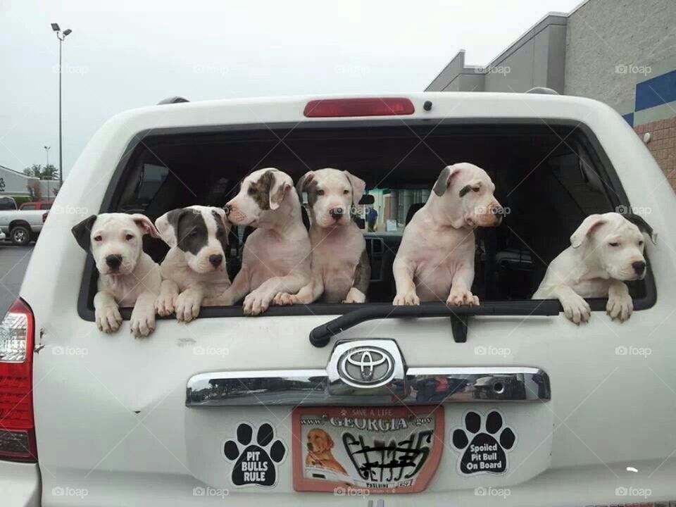 carpool pups