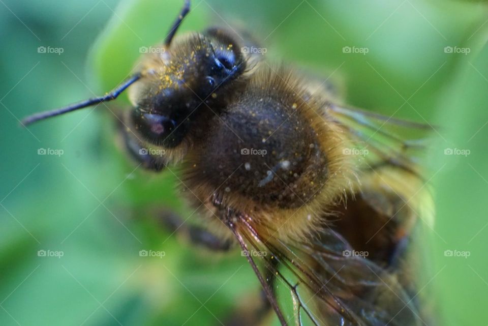 Bee#insect#nature#wings#plant#details