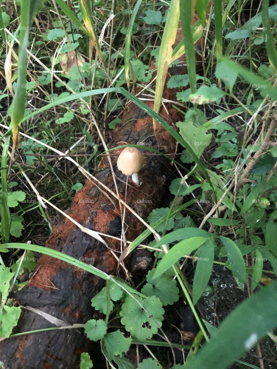 Mushroom 