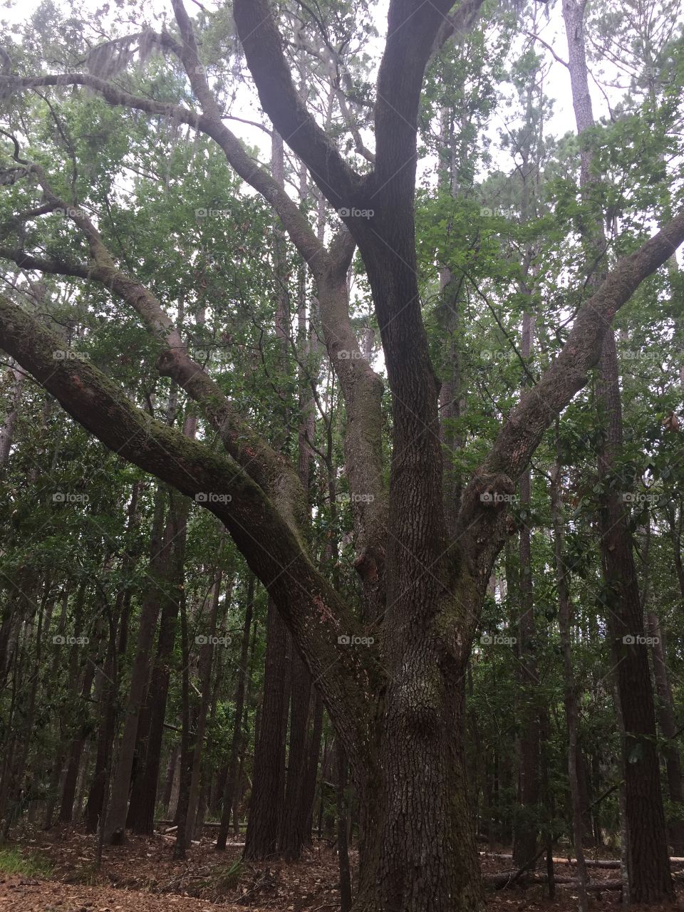 Spooky Tree in Georgian woods