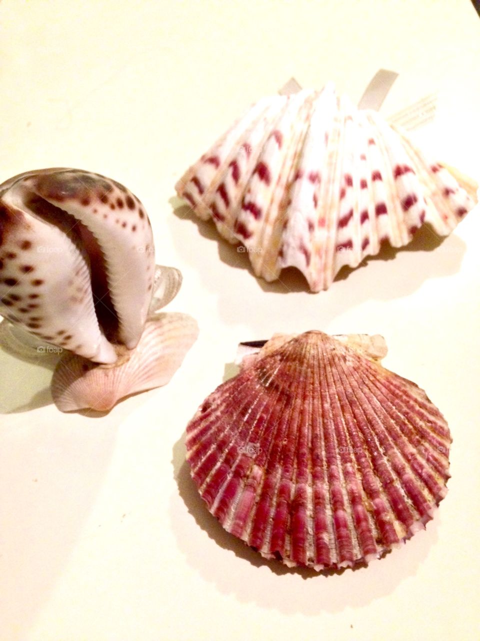 Various type of seashell