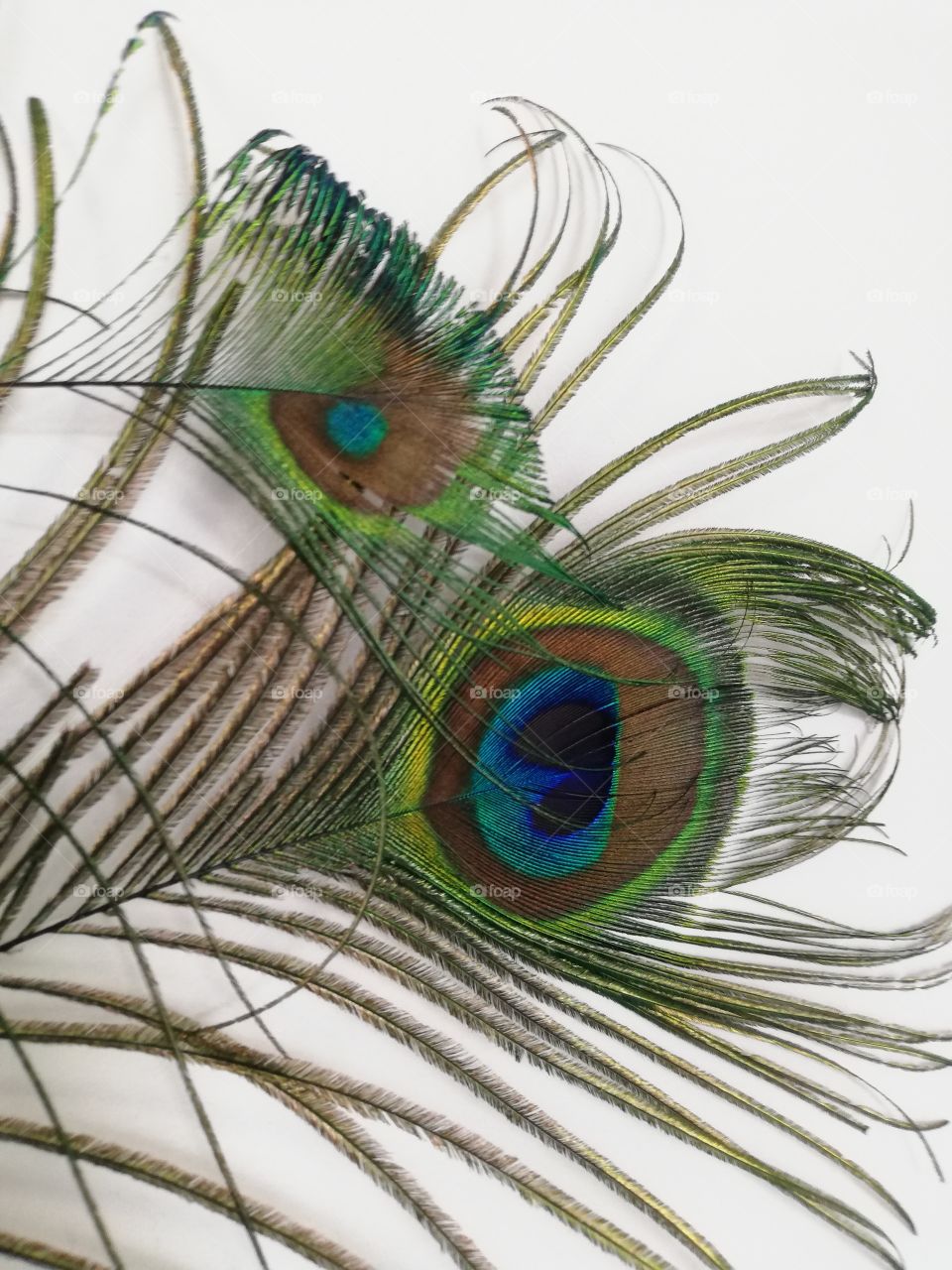 Peacock feathers