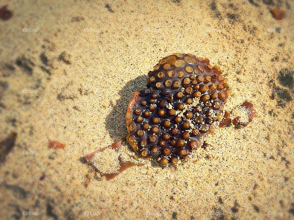Kelp seaweed on Cornish beach