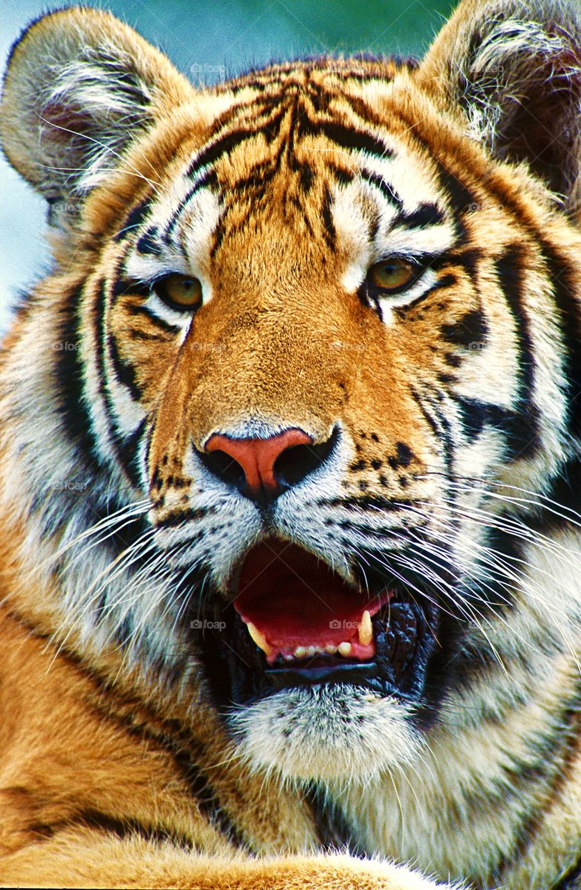 Close up facial portrait of a tiger.