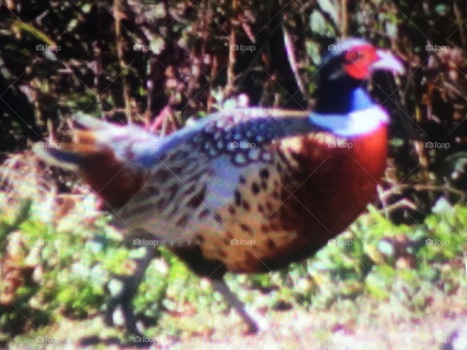 How pleasant. A pheasant. 