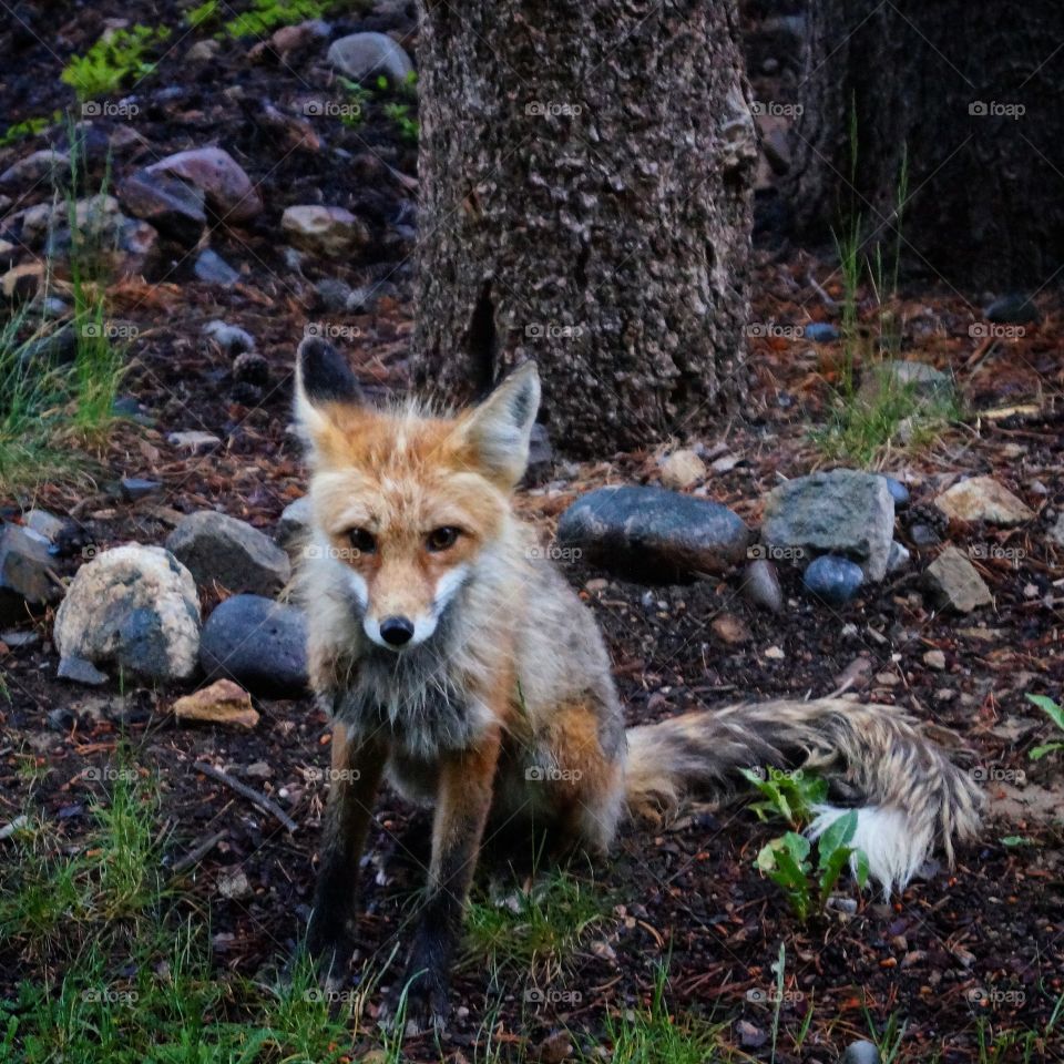 Fox in the Woods. Weekend in Breckenridge