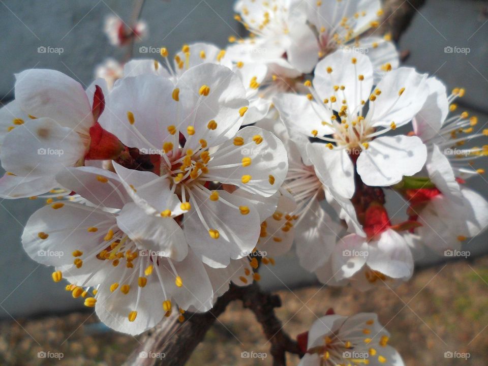 spring tree color apricots