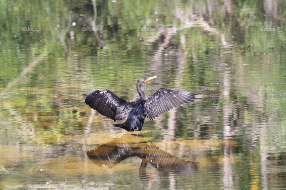 Trying for drying. A cormorant dries its wings in shallow waters of the Everglades. 