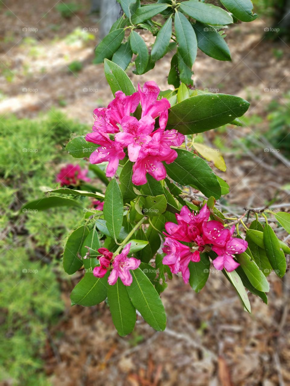 Rhododendron blooms