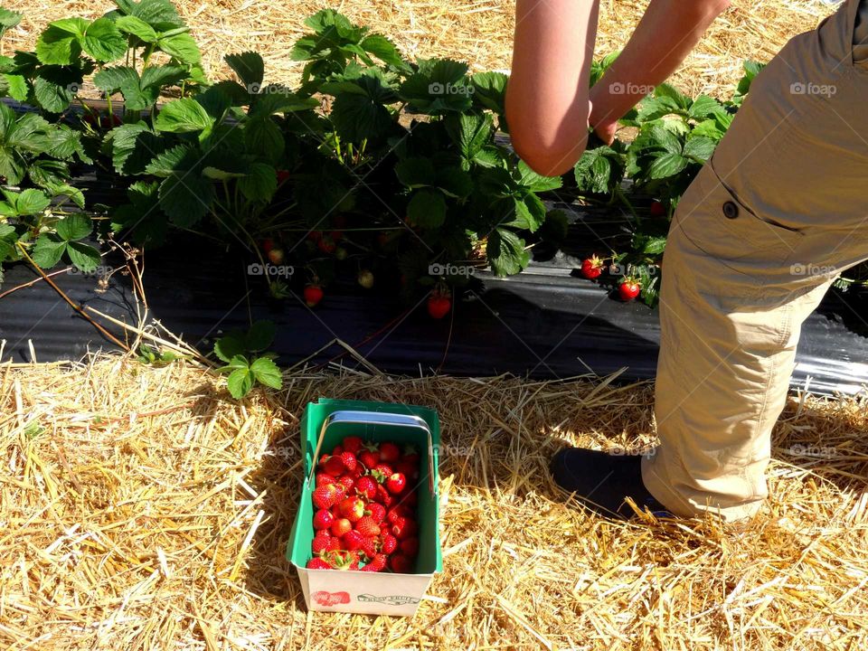 strawberry season. picking strawberries