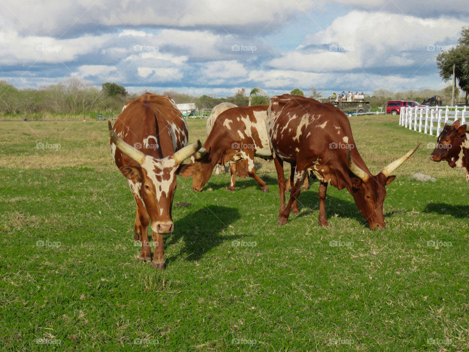 On the Farm