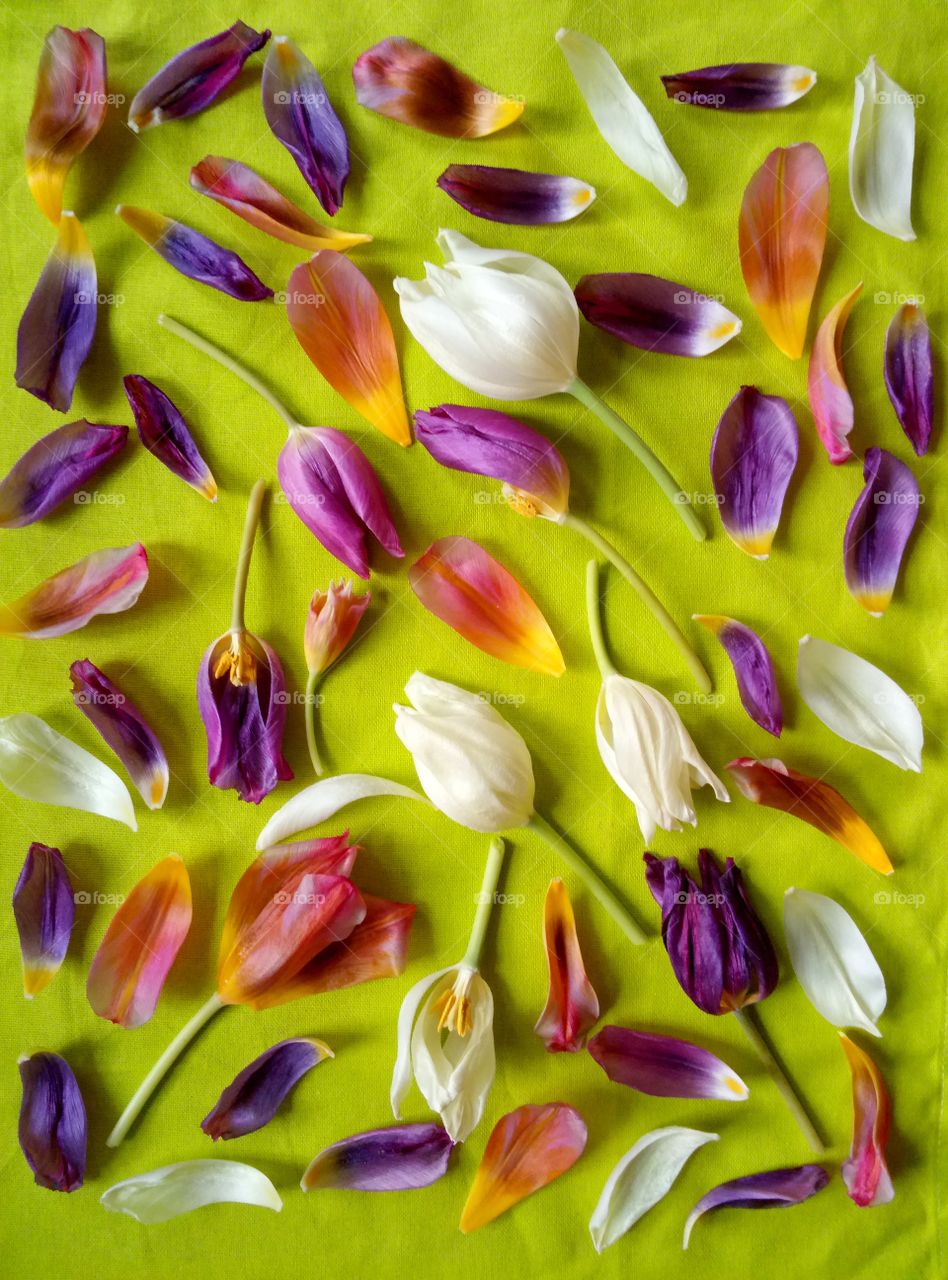 tulips and tulips petals on the green background