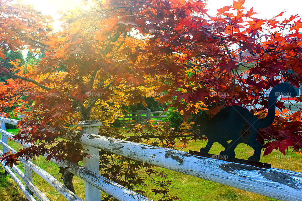 Although Autumn mostly brings rain and wind we are lucky enough to have the odd bit of colour before the leaves get blown off the trees. Here as the golden sun was setting this tree was ablaze with shades of yellow, orange & red. Beautiful! 🍁