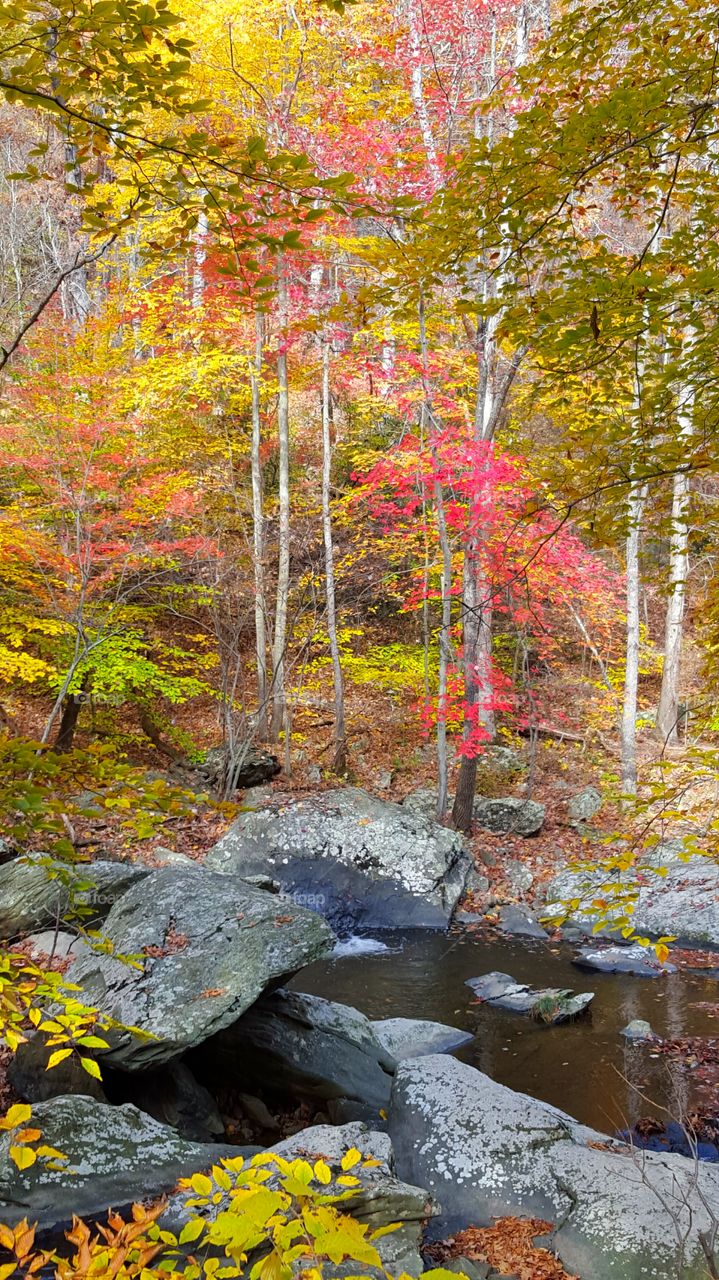 View of autumn trees