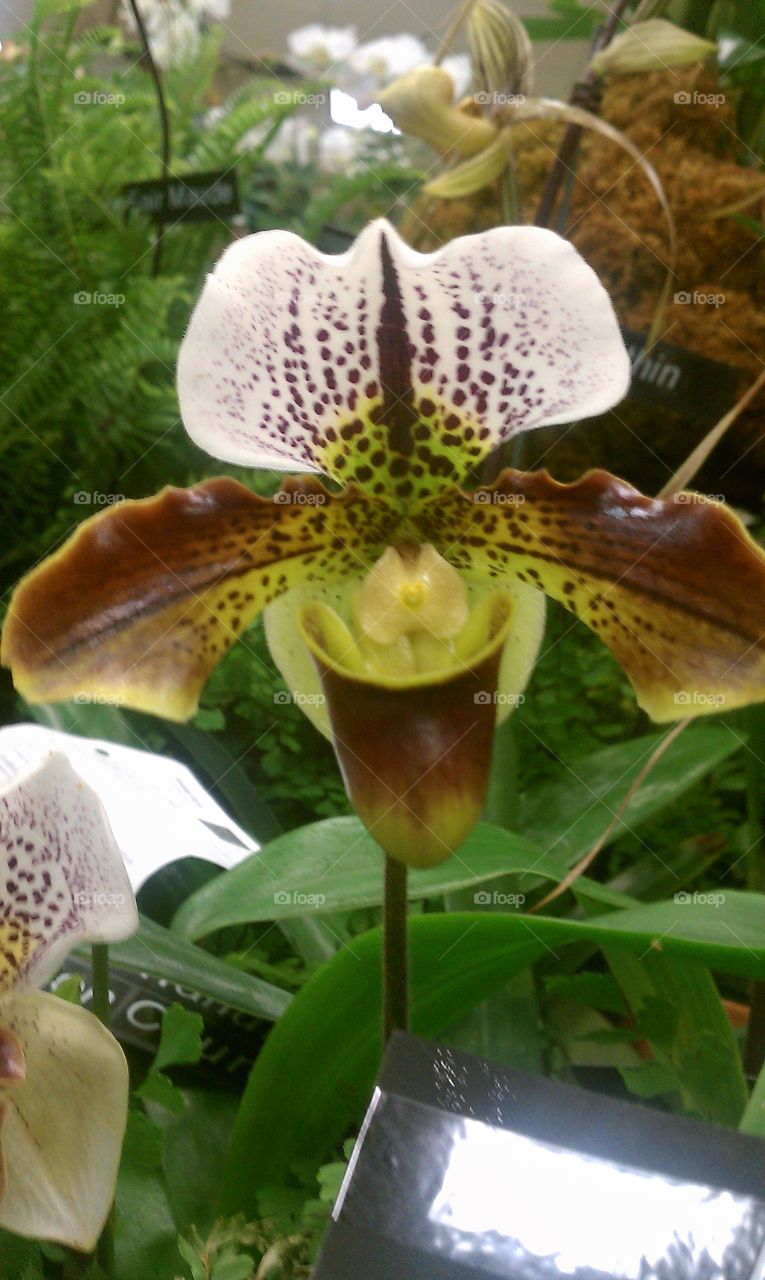 Unique orchid