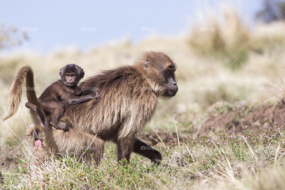 Baby gelada