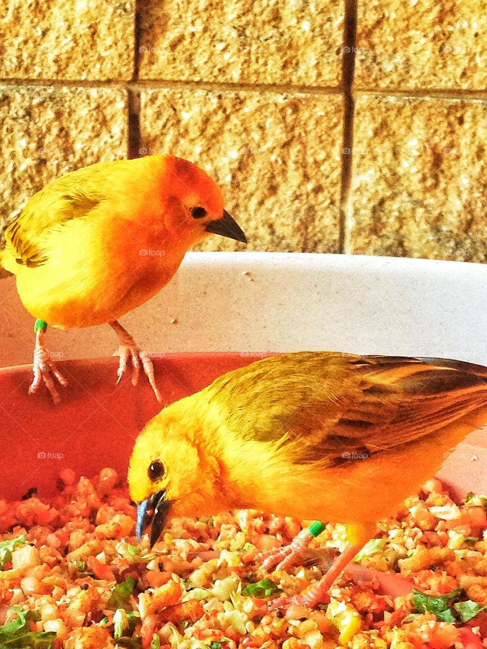 Yellow Bower Birds