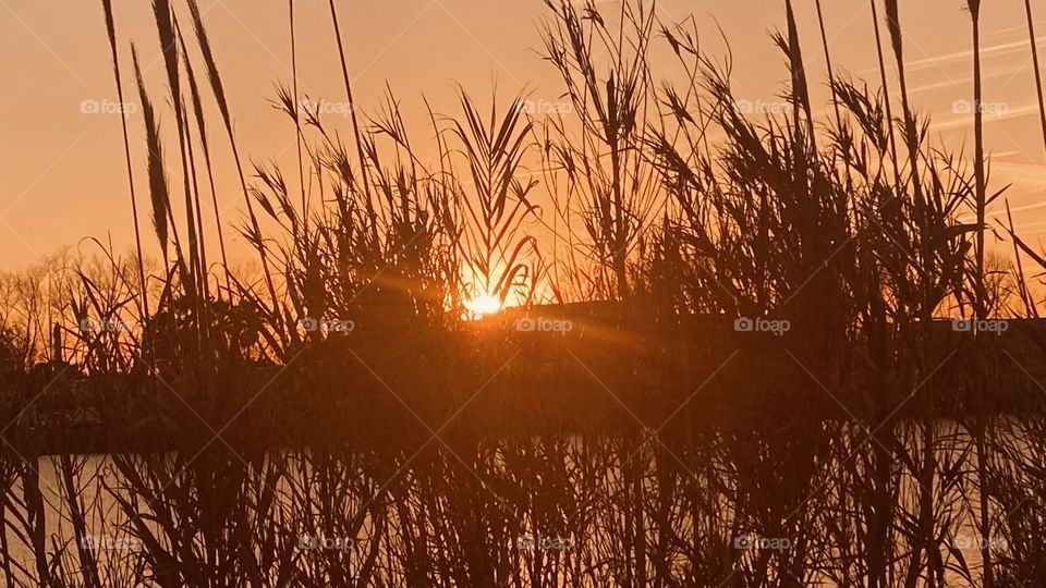 Evening Sunset high clouds spreading the sunbeams with the clouds. Evening colors appear strong for this early pic. Reflections of the Sunbeams /  Rays off the lake waters. Cat Tails are represented here very well. 