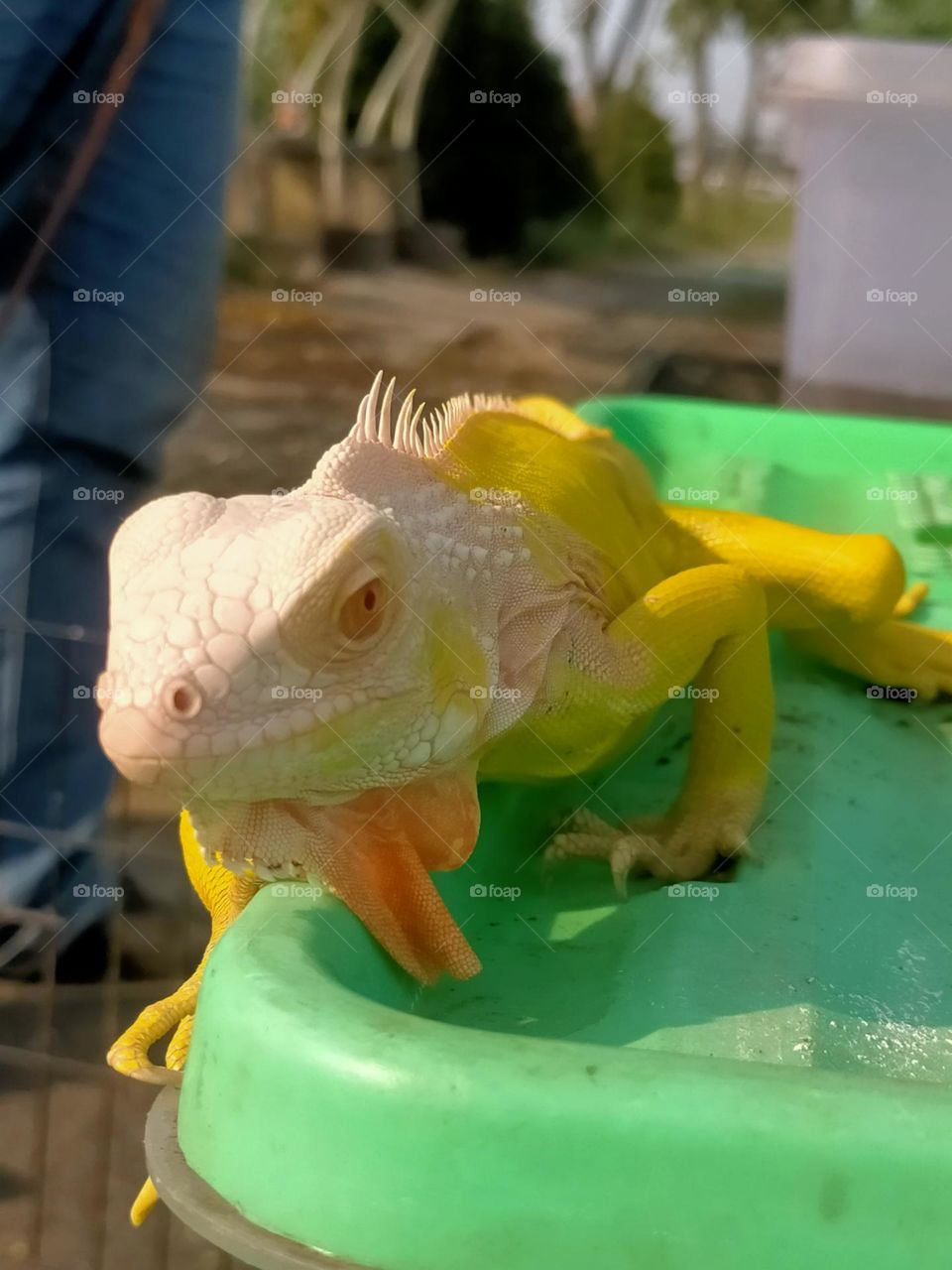 unique yellow lizard