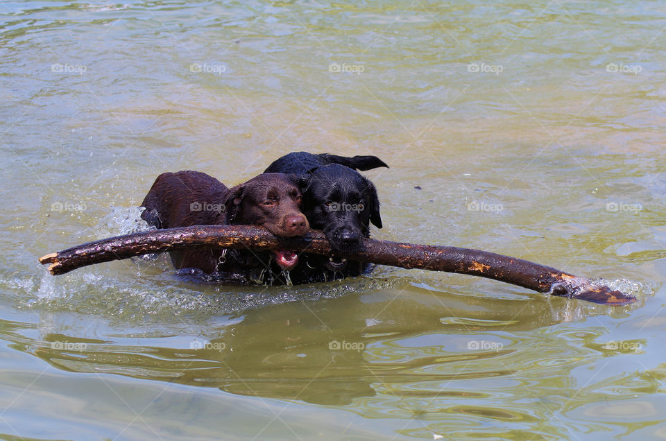 swimming dogs biting a branch