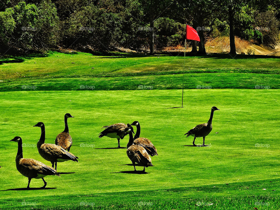 Canada Geese enjoying a round of golf