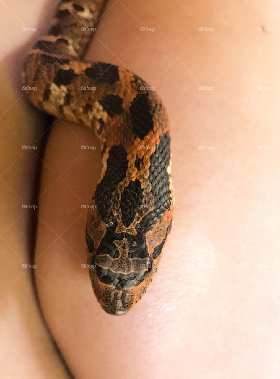 Beautiful Harmless Snake 