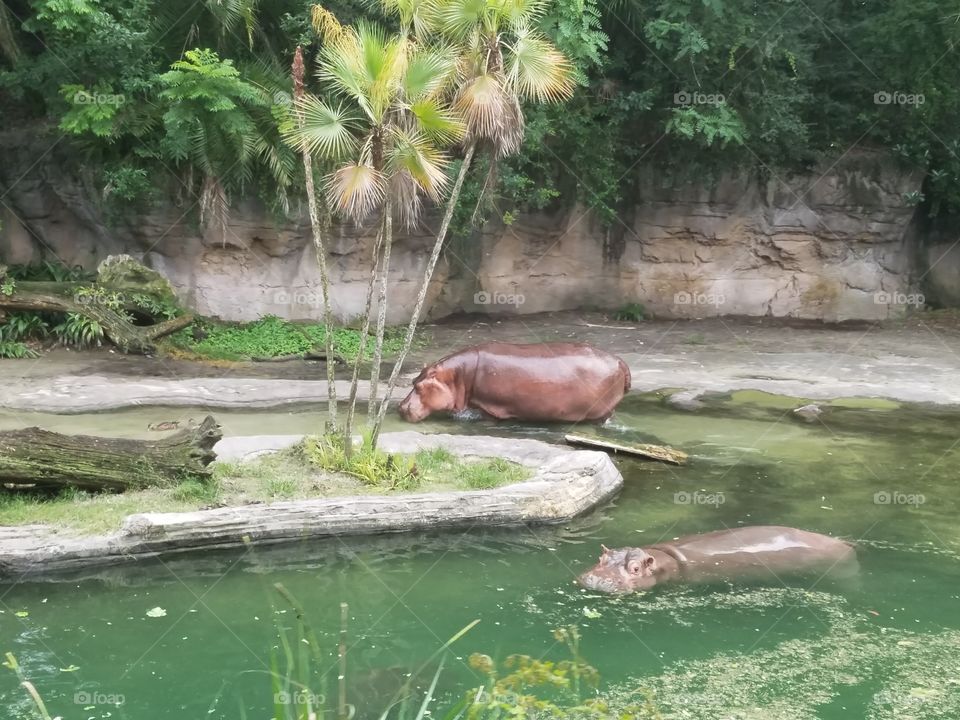 Hippos taking a bath