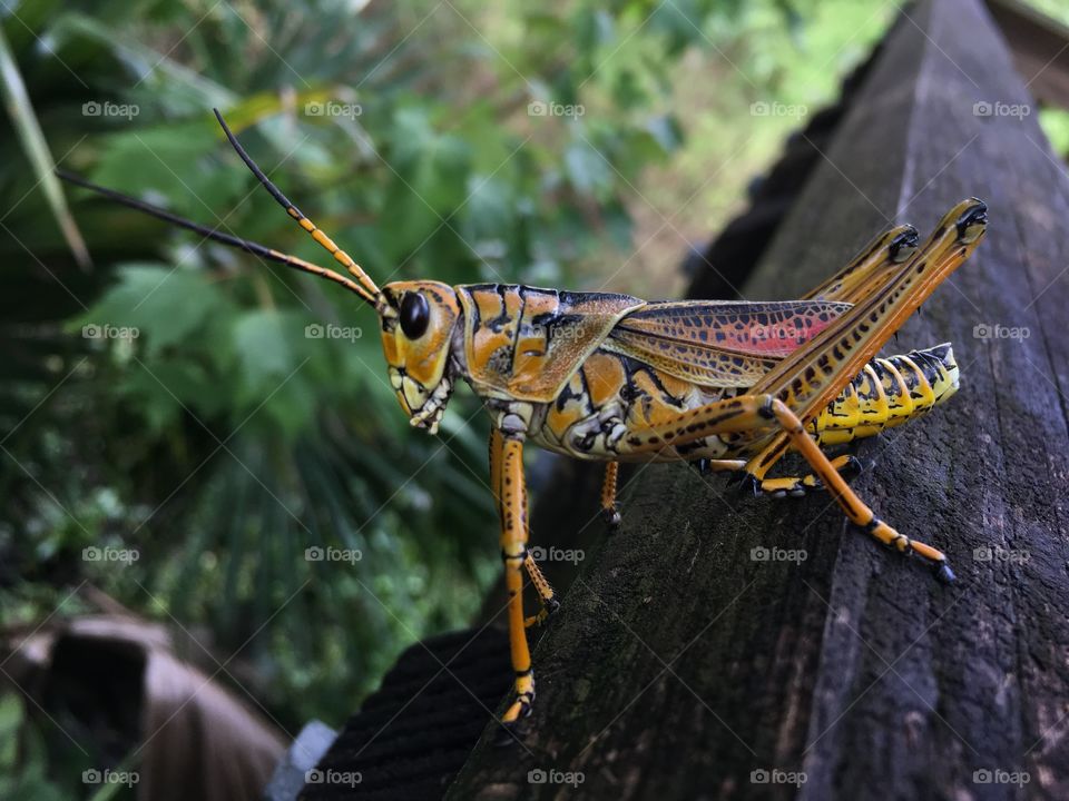 Grasshopper in garden 