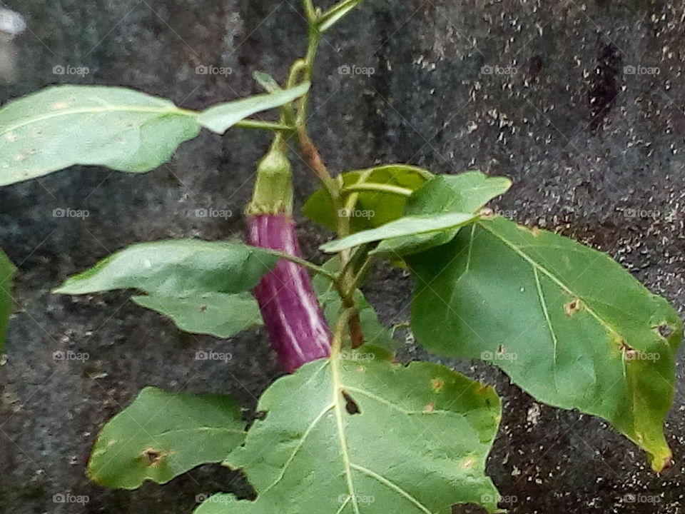 Brinjal