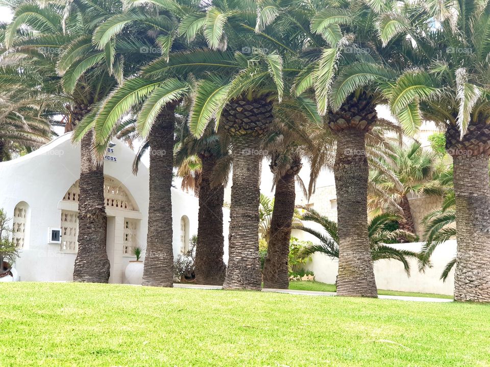 Palms#greengrass#nature#house#outdoor