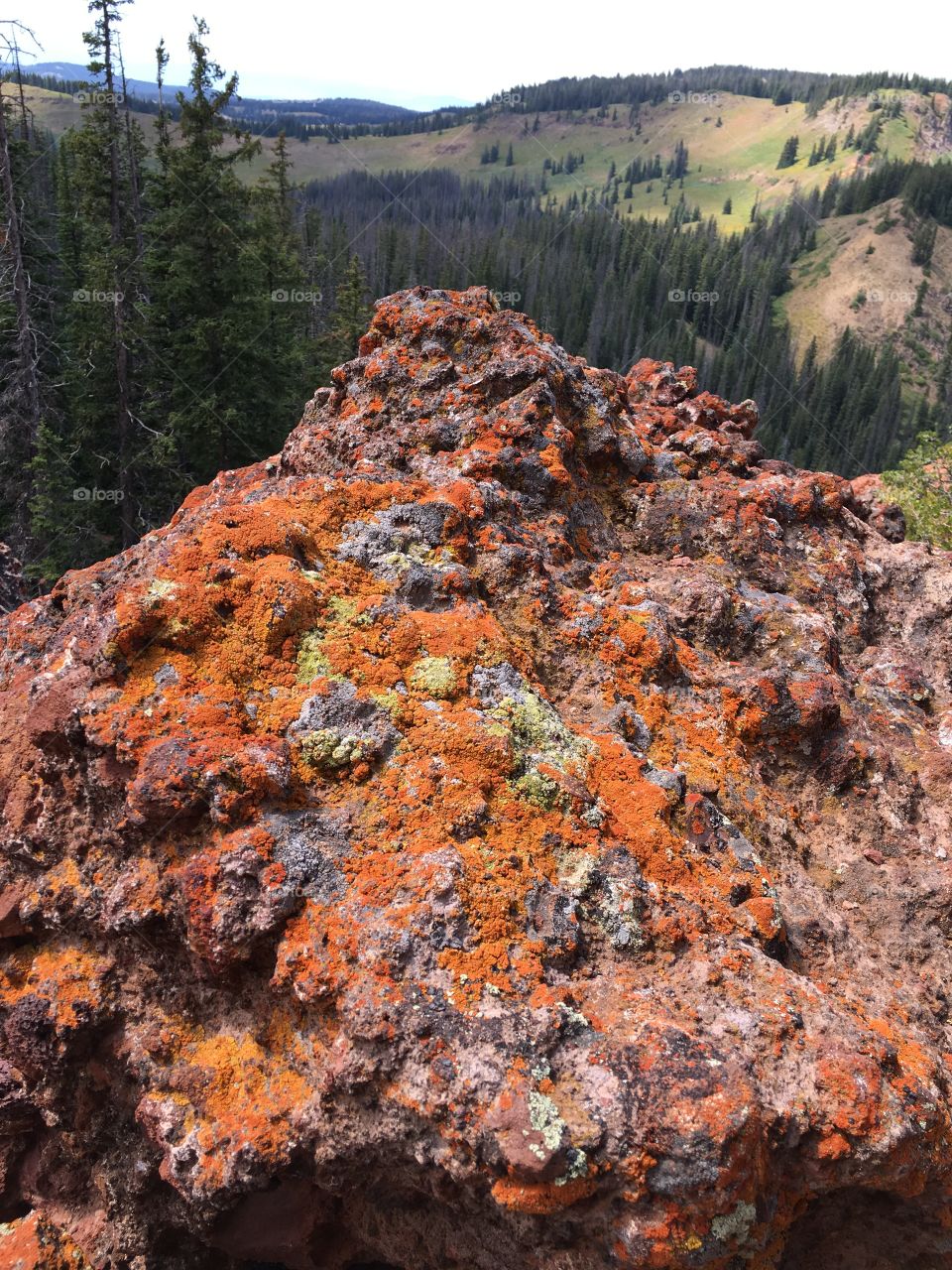 Lichen on rock. Rabbit ears pass. Routt national forest 