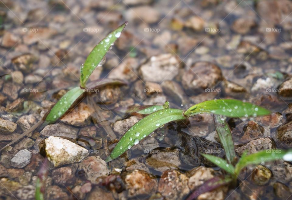 A rainy day in focus. 