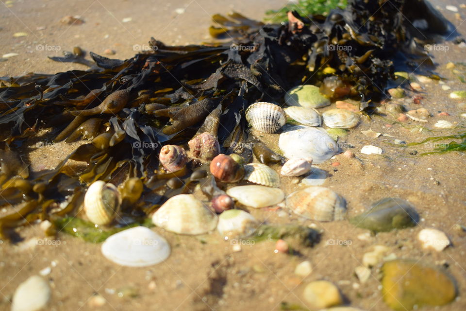 Algae and crustaceans