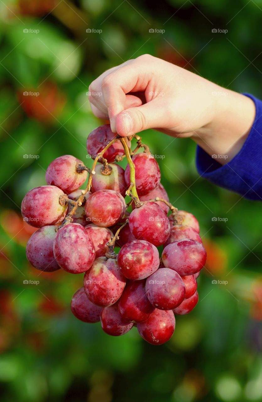 Hand holding red grapes