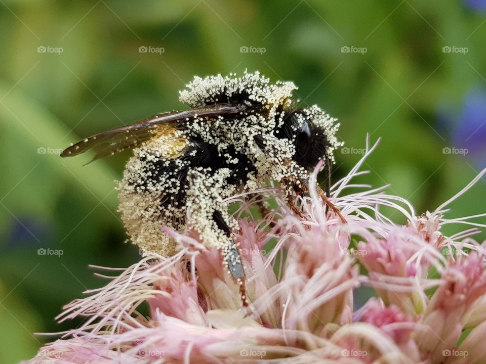 Busy bumblebee with pollen on flower