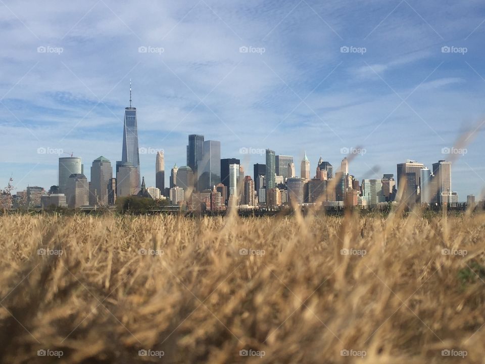 Skyline and grass 