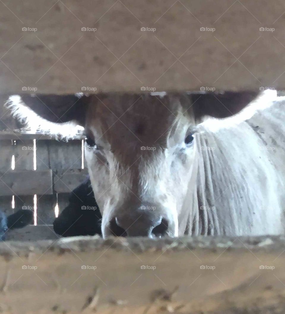 Goldie, the heifer, peeking at me.