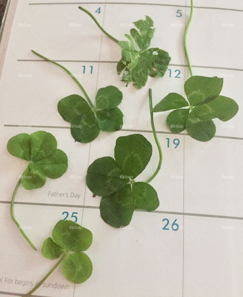 Real Lucky.  Clovers