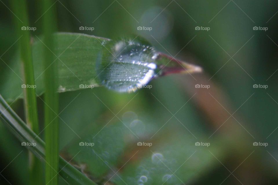 dew drop