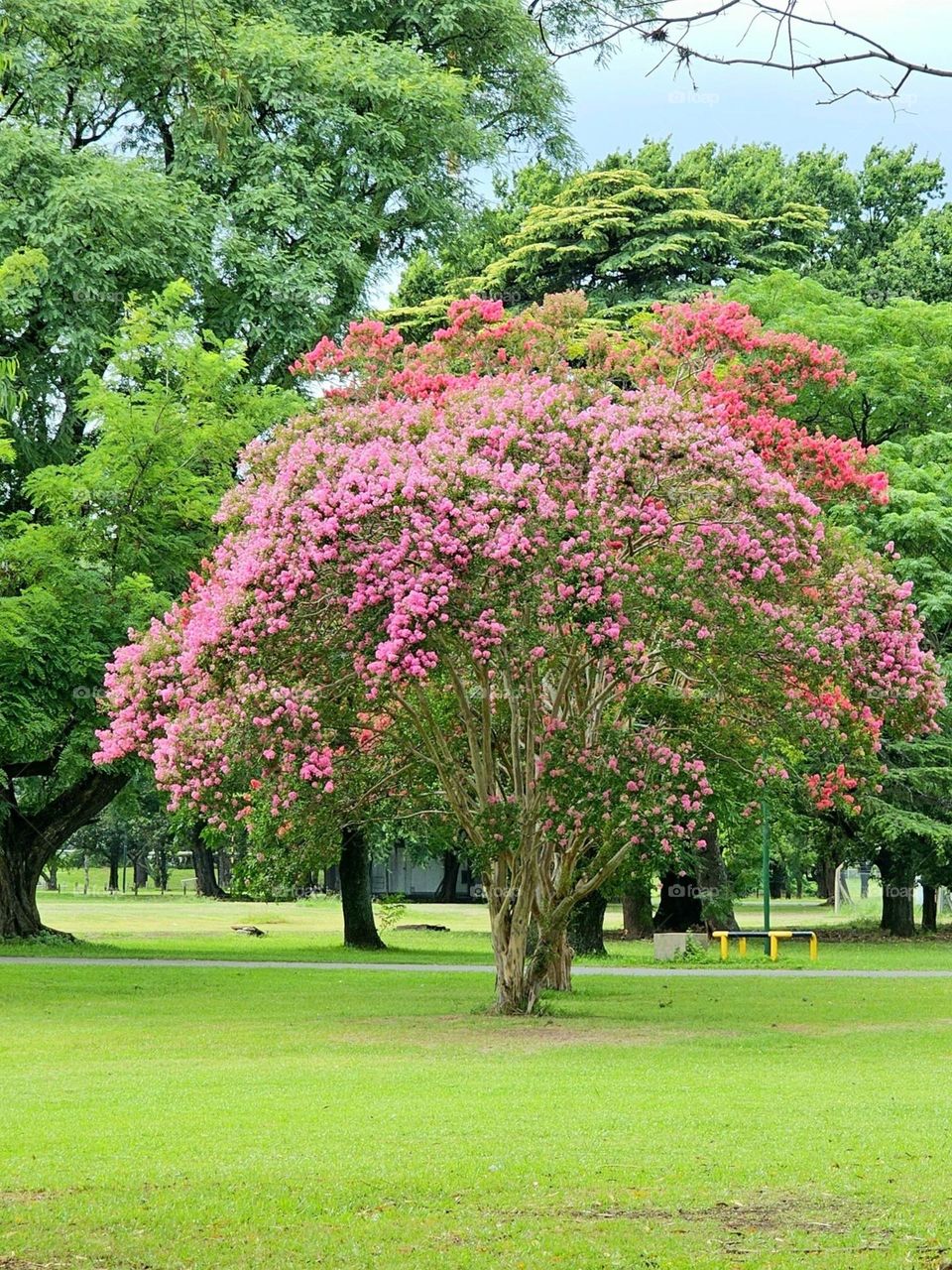 "Blooming Crepe Myrtle" (crape / crepe / crêpe) or Lagerstroemia speciosa, a flowering ornamental tree, which can be found also in Argentina, seen here in two shades of pink surrounded by green, light green spring leaves of other trees.