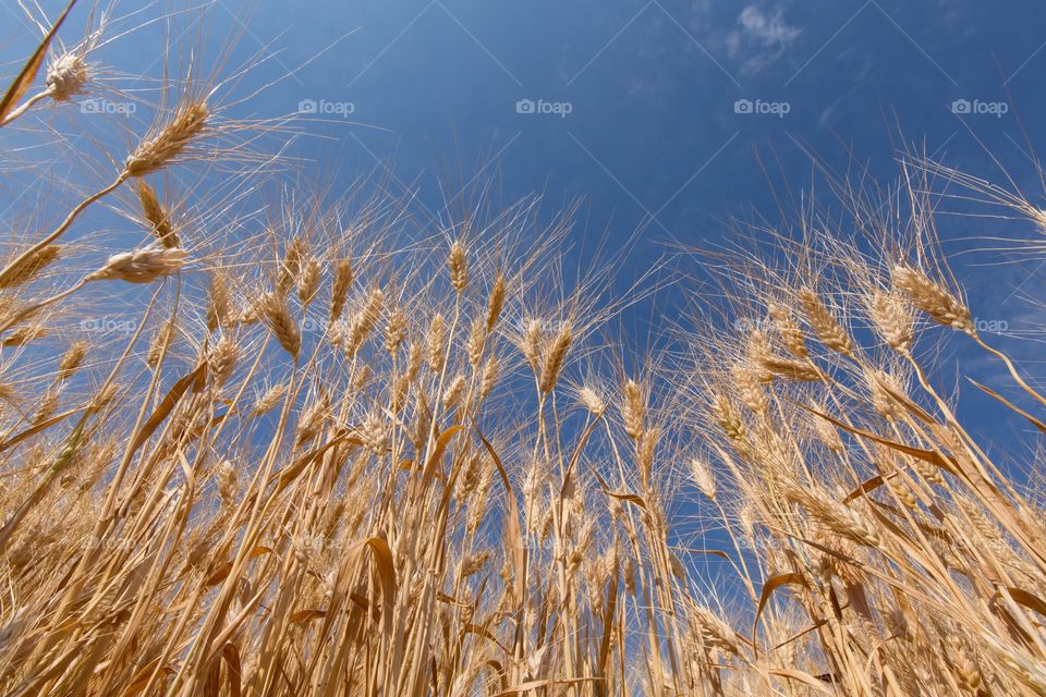Barley field against blue sky. Low angle photo of golden colored barley against blue sky ready for harvest