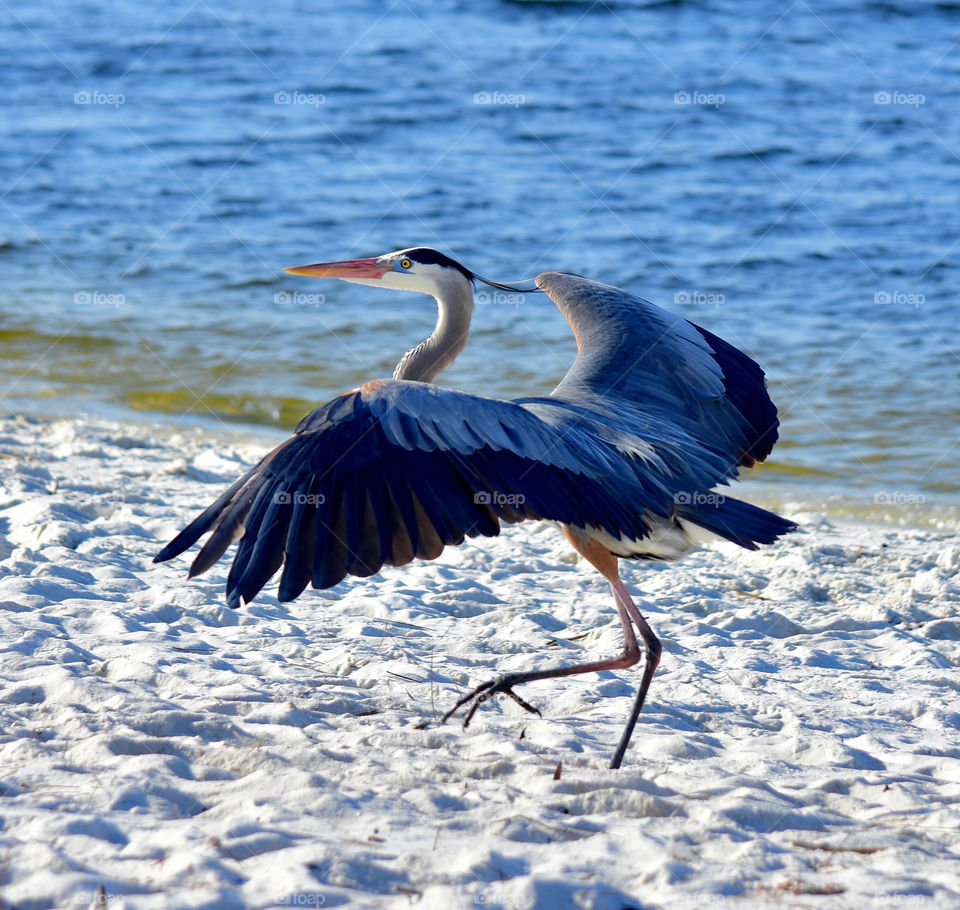 Egret on sandy beach