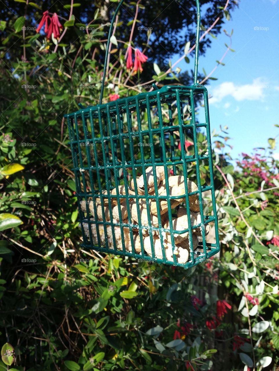 peanuts in bird feeder 
