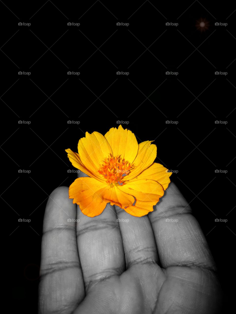 In the hands of marigolds