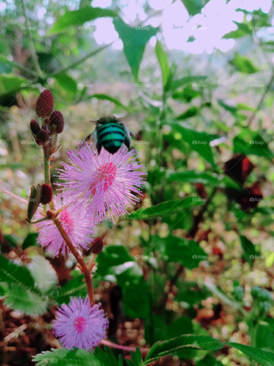 Nature seems more beautier with Pink color... 🌷😍😘