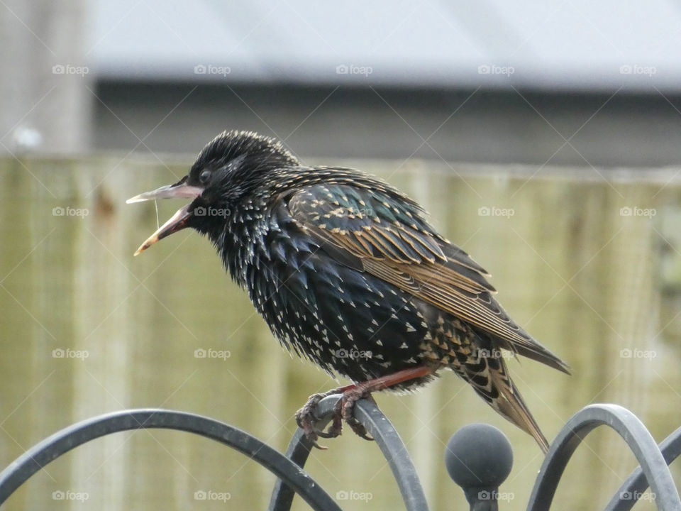 Starling Chirping